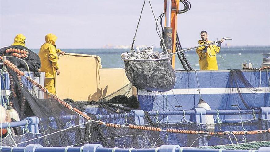 Acuicultura, una actividad clave para el suministro de pescado, pero ¿sostenible?