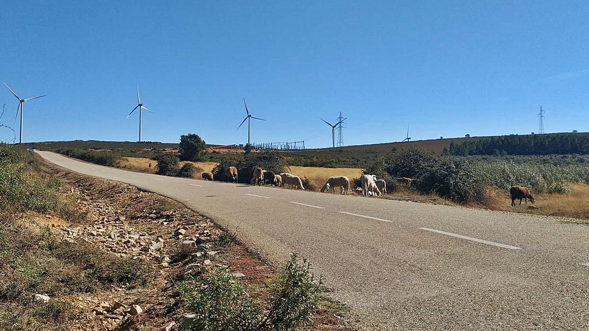 Un rebaño al lado de la carretera y junto a uno de los parques eólicos. | Ch, S. 