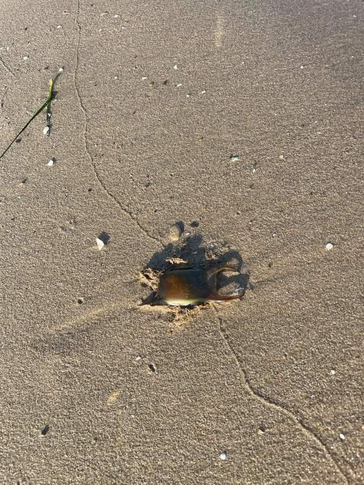 Un huevo de tiburón en la playa de Burriana