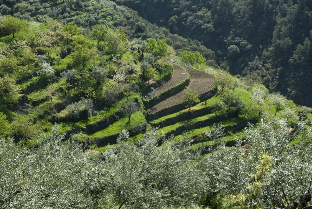 Imagen de los bancales hurdanos.