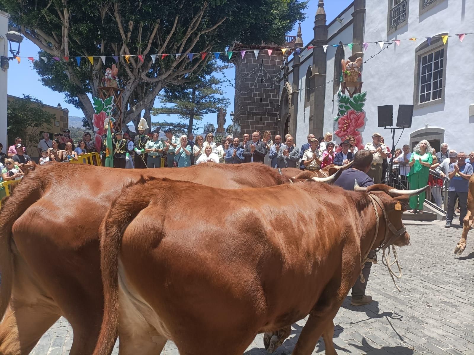 Santa Brígida celebra San Antonio