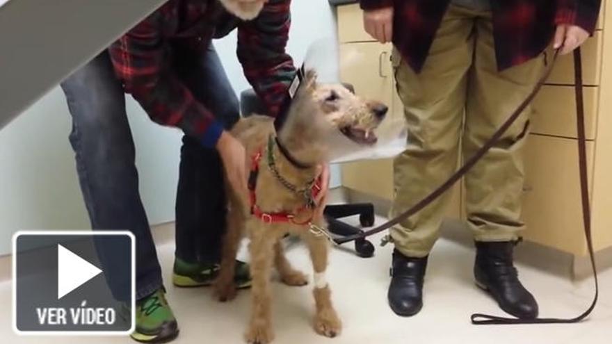 La reacción de un perro al ver a su familia tras recuperar la vista