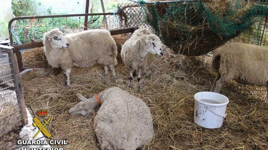 Una de las ovejas encontradas ya había fallecido. // Guardia Civil