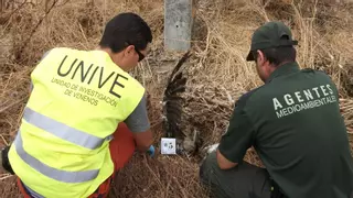 El veneno podría haber matado a 200.000 animales en España en los últimos 25 años