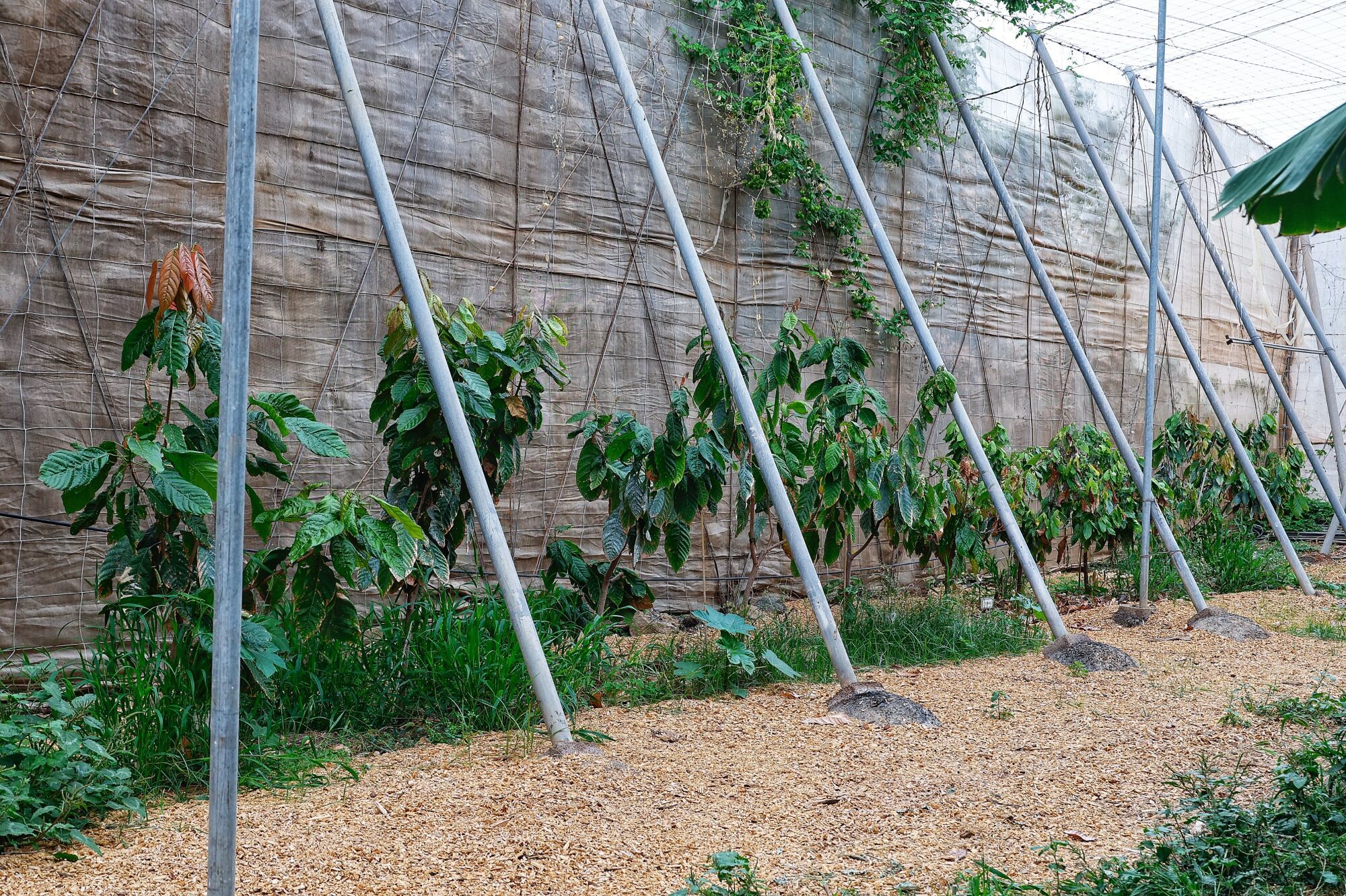Finca de cacao en Valle de Guerra