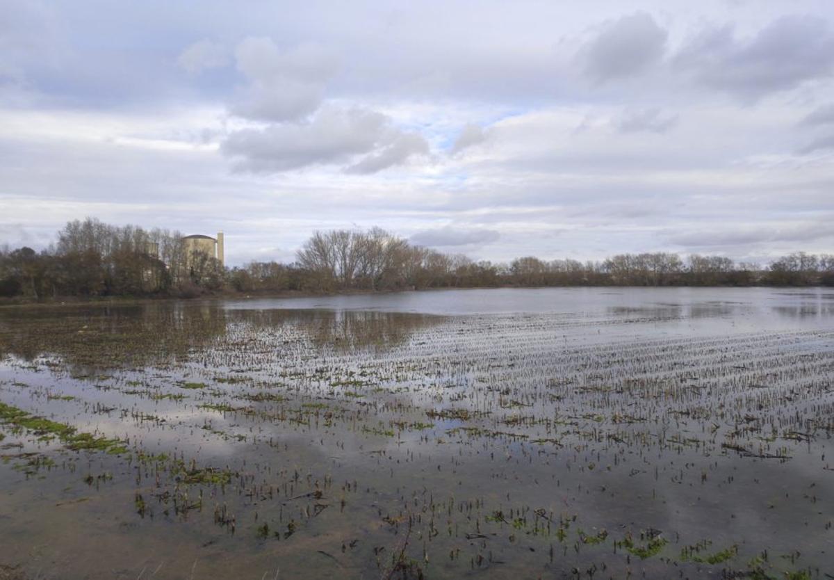 El Órbigo ha inundado numerosos cultivos, como estos en La Ventosa. | J. A. G.