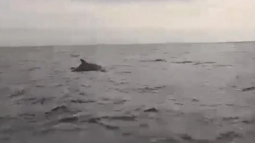 Avistan los primeros rorcuales en la costa de Dénia