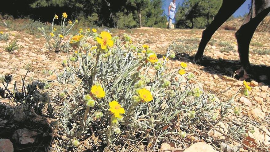 Declaren quatre microrreserves de flora a la Comunitat