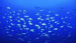 El atún listado sigue en sus migraciones el rastro de la calima africana
