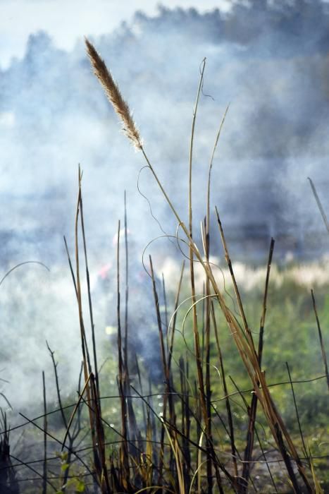 El Concello prueba cómo eliminar con fuego esta especie invasora.