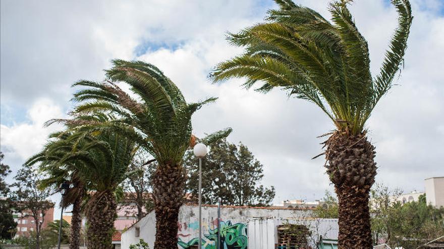 Varias palmeras durante una alerta anterior por viento.