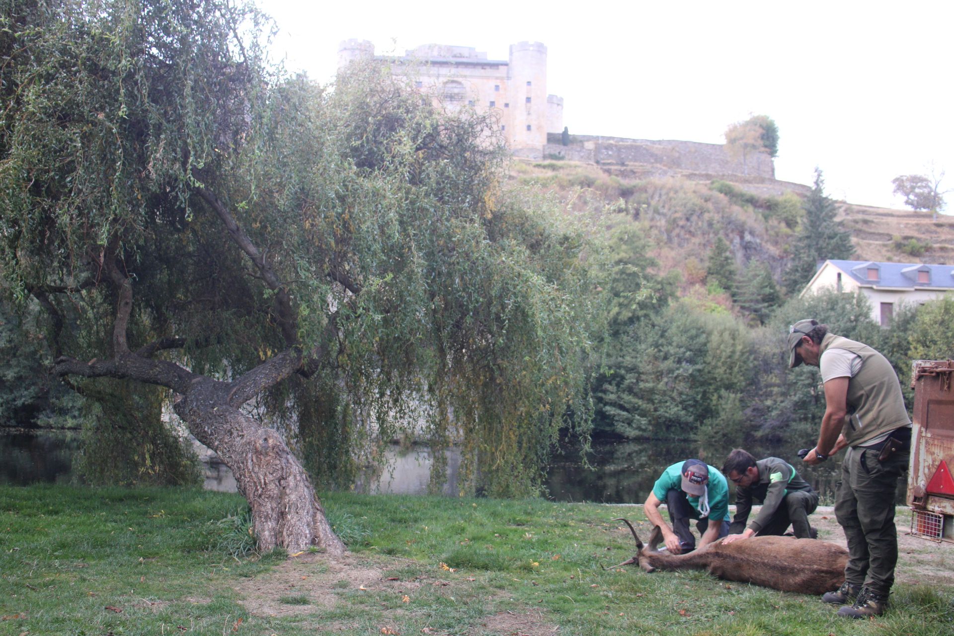 GALERÍA | Rescate de un ciervo enfermo en Puebla