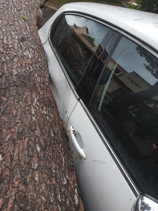Un pino de 20 metros cae sobre un coche en el hotel Punta Negra