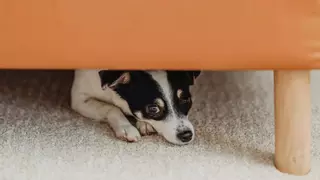 ¿Tienes perro y le asustan los fuegos artificiales? Esto es lo que debes hacer