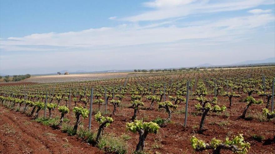 Extremadura alegará para que la superficie para cava crezca entre 700 y 900 hectáreas