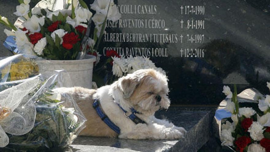 Un perro descansa sobre una lápida en un cementerio.