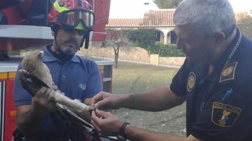 La policía local de Xàbia recibe un premio por velar por el bienestar animal