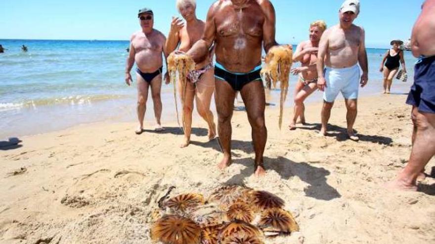 Un bañista sale del agua con dos ejemplares de medusas en las manos.