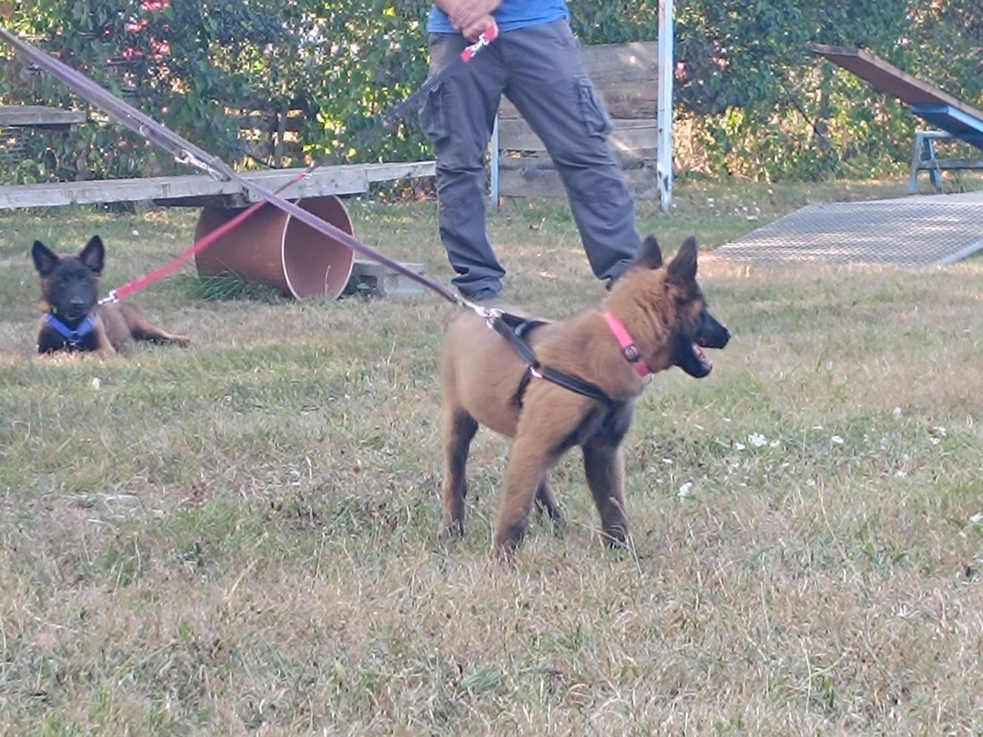 Así entrenan los nuevos integrantes de la Unidad Canina de Rescate del Principado