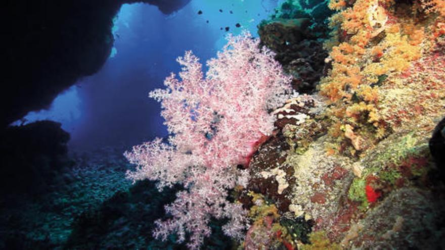 Los corales se encuentran en peligro.