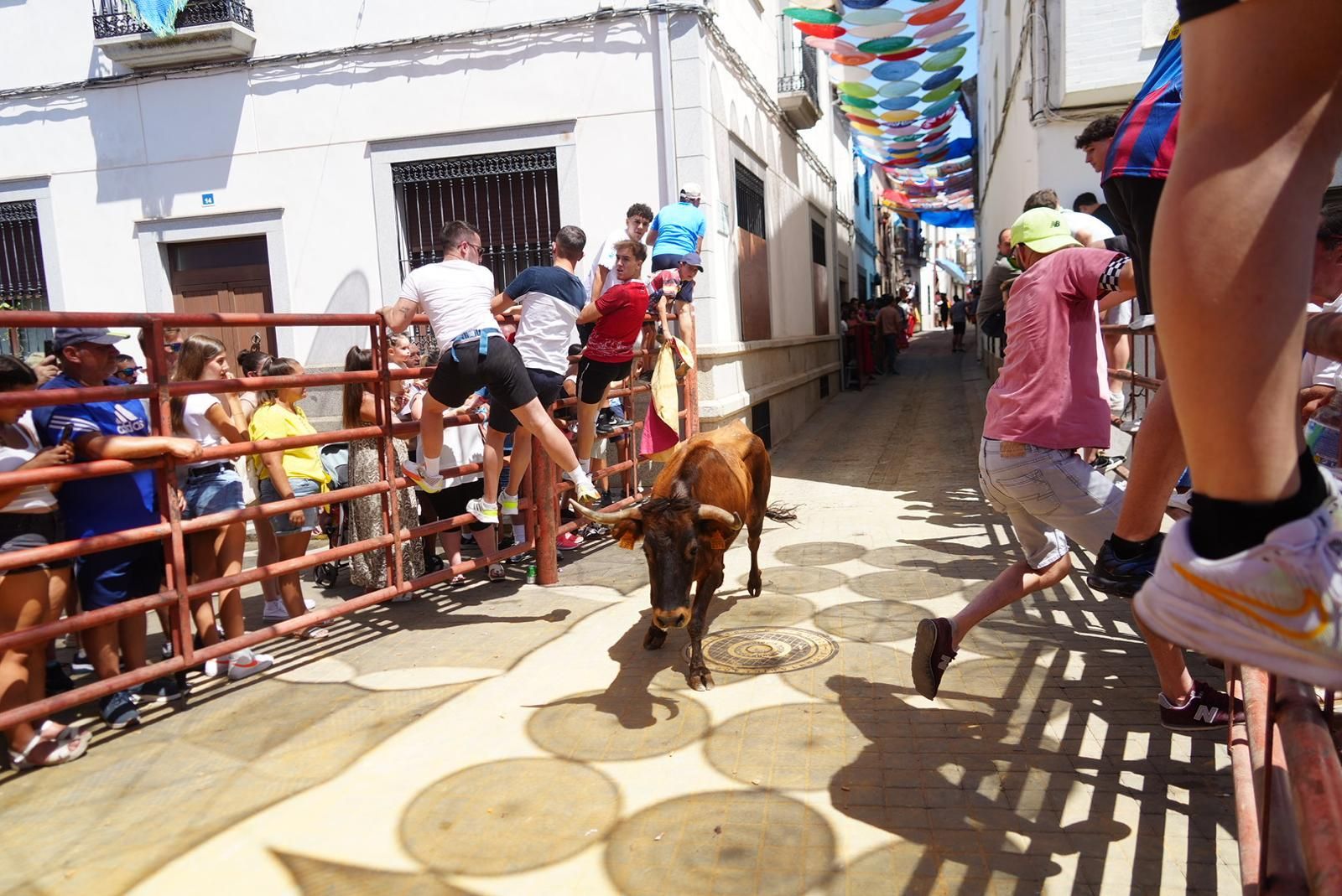 Gran ambiente, numeroso público y emoción en los encierros taurinos de El Viso