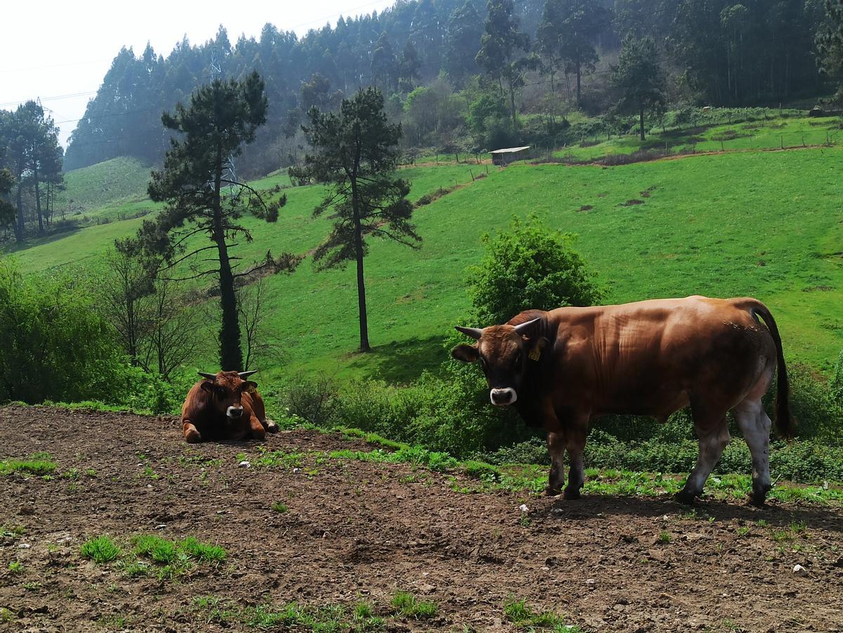 Dos toros de la fase final de selección.