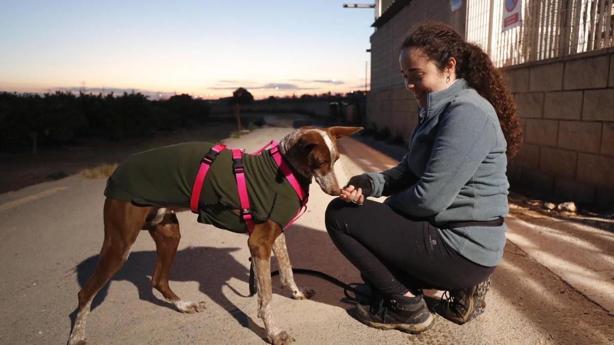 Los usuarios destacan que los animales ayudan a superar la soledad