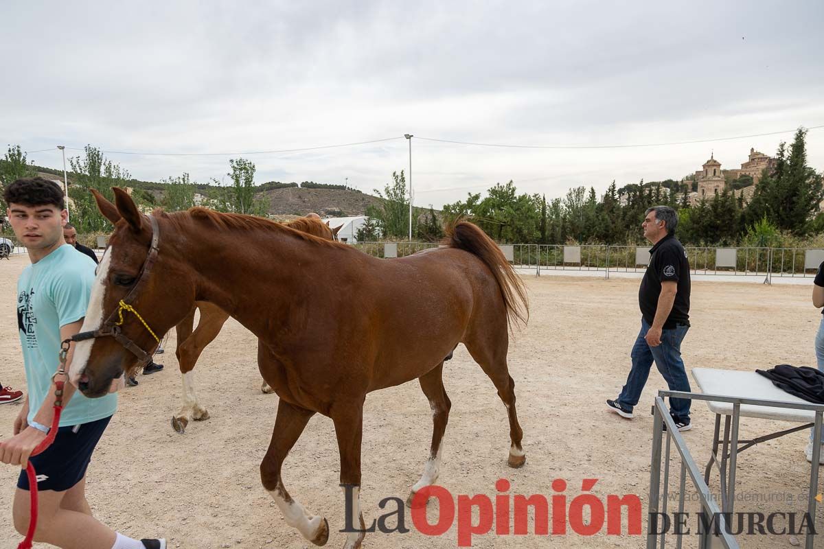 Control veterinario de los Caballos del Vino en Caravaca