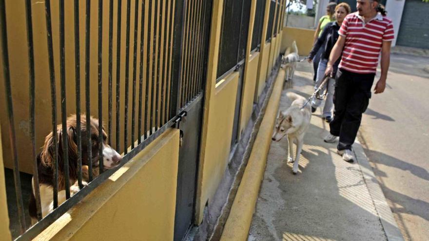 Weniger ausgesetzte Tiere auf Mallorca