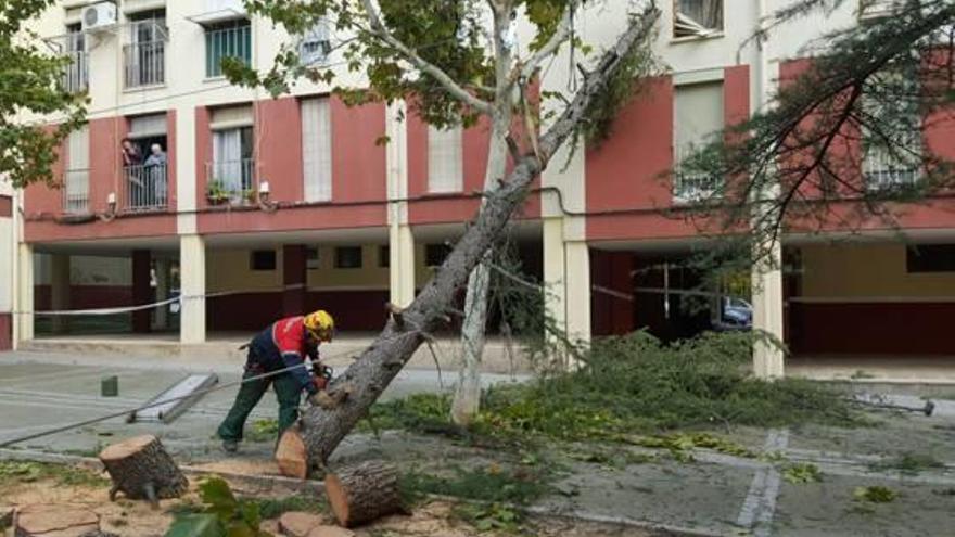 El viento derriba un árbol en una plaza de Alcoy  sin causar heridos