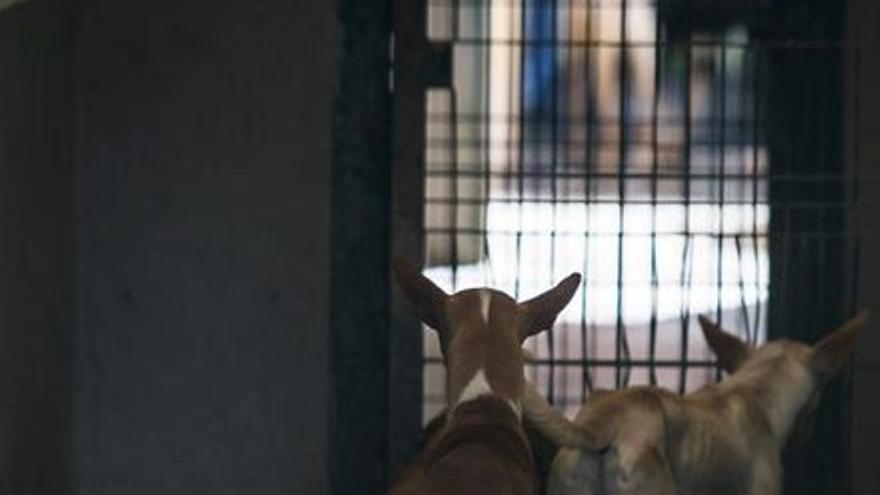 El refugio de animales de Ravelo recibe 50.000 euros para este año