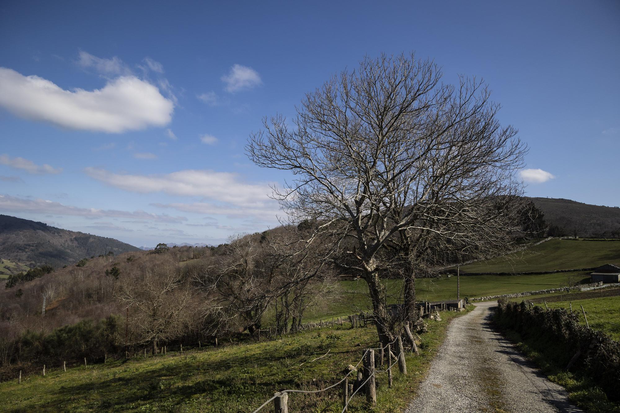 Asturianos en Boal, un recorrido por el municipio