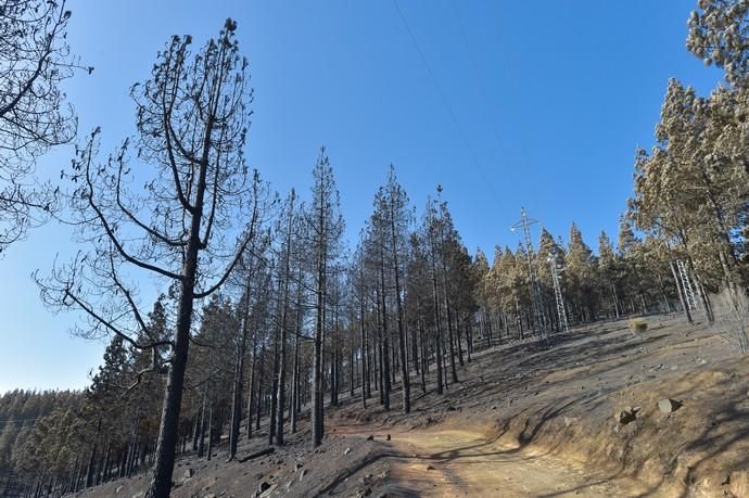 Quemas prescritas por el Cabildo de Gran Canaria