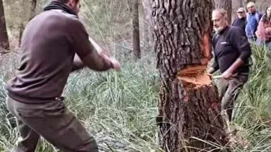 Sant Antoni 2024: Estas son las limitaciones para asistir a cortar el pino de Ternelles en Pollença