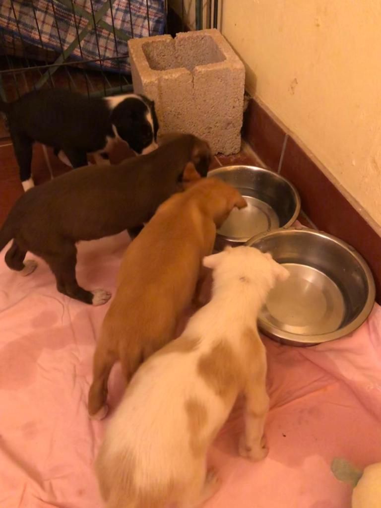 Todos los perros hacinados en el criadero ilegal de Xàtiva están en casas temporales de acogida