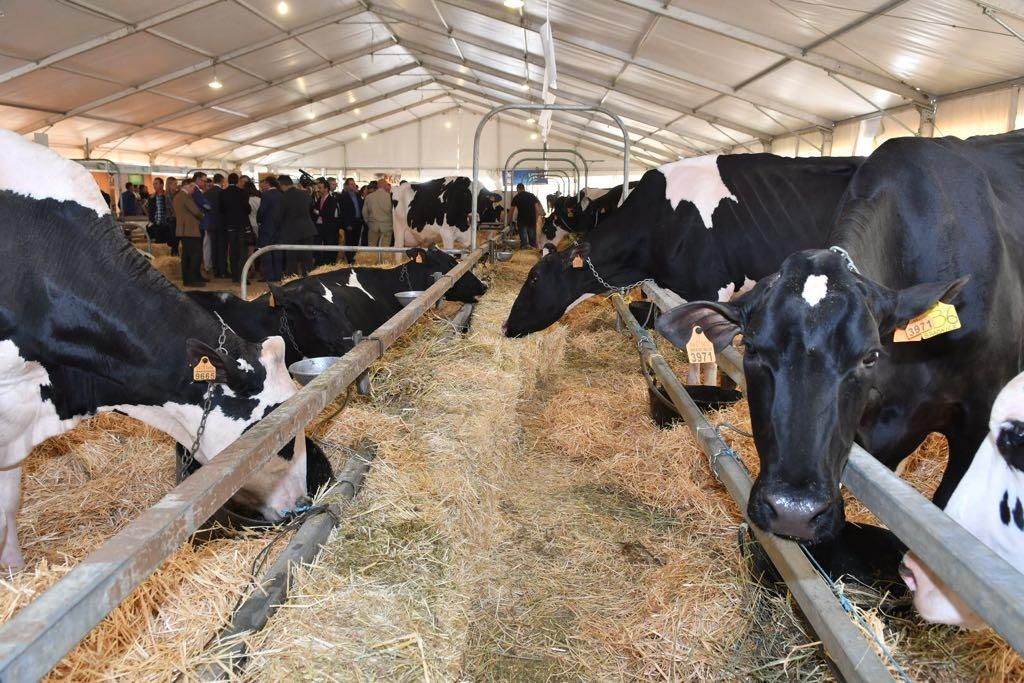 Arranca la Feria Agroganadera de Los Pedroches