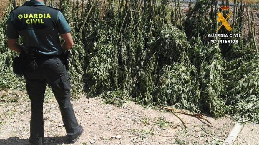 Intervenidas 74 plantas de marihuana ocultas en campos de maíz