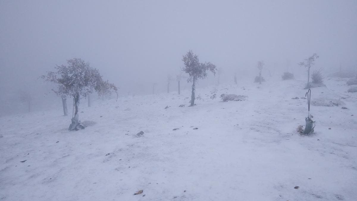 Nevada en la Sierra de las Nieves