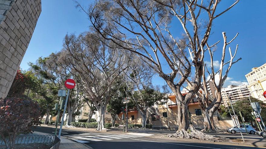 Santa Cruz ordena la retirada de los seis laureles de indias del inicio de la Rambla