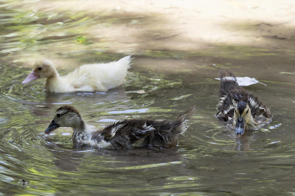 El rio Sants, de nuevo seco a su paso por Canals