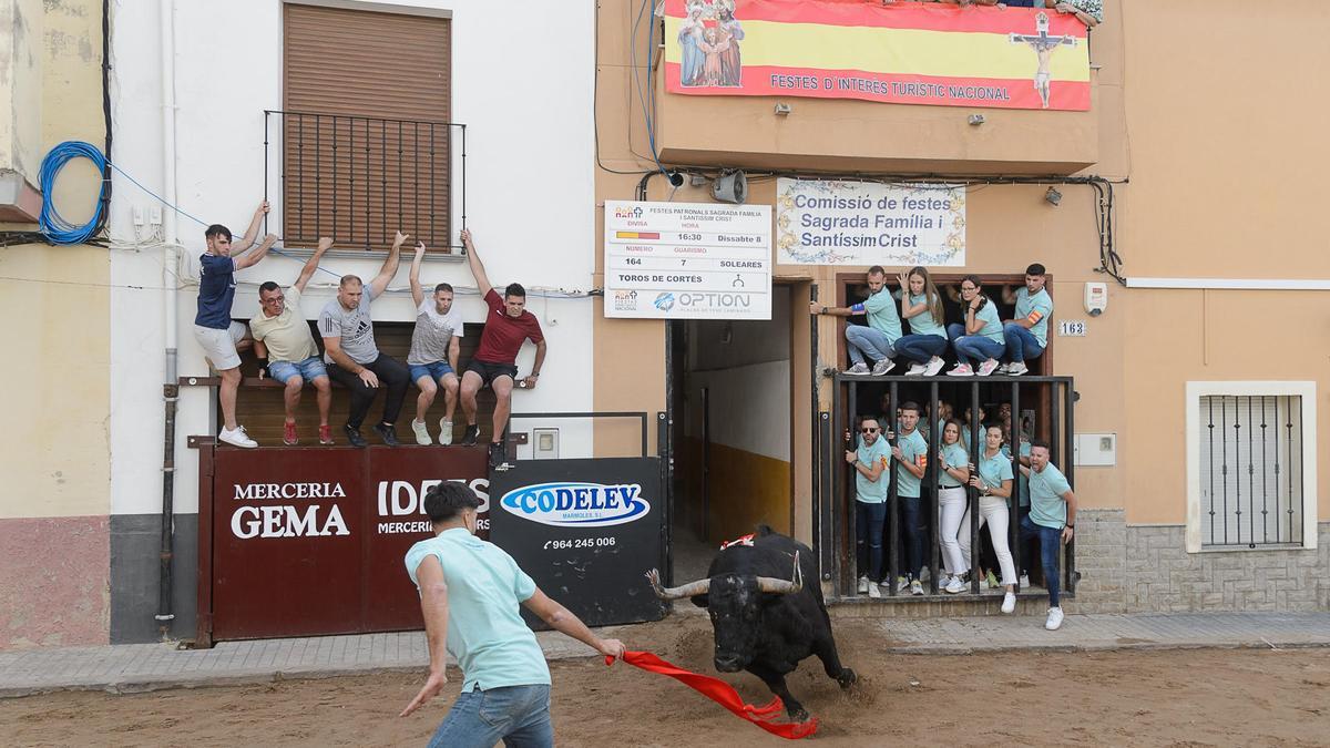 Momento de la salida del Bou de Sant Josep, un ejemplar de Toros de Cortés que inauguró el cartel taurino de las patronales.