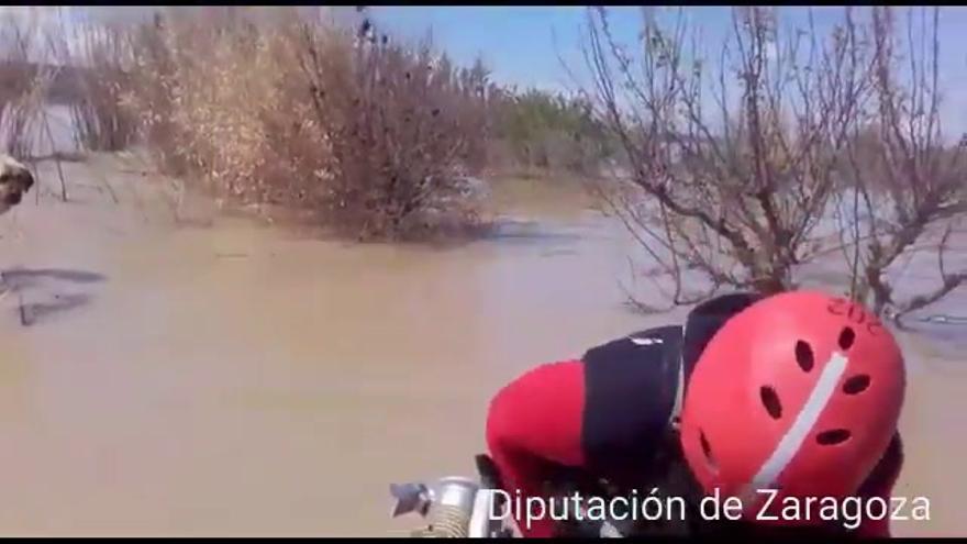 Rescate de los bomberos de la DPZ  de un perro atrapado por el agua en Gallur