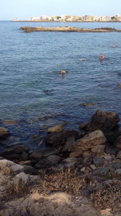 Aparece un delfín herido en la playa del Dolç