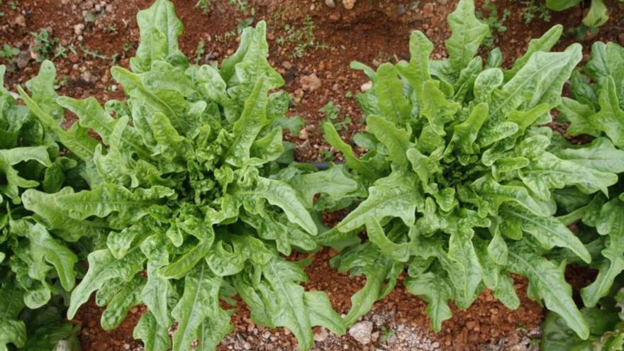 Presentación de variedades olvidadas de lechuga en Ibiza