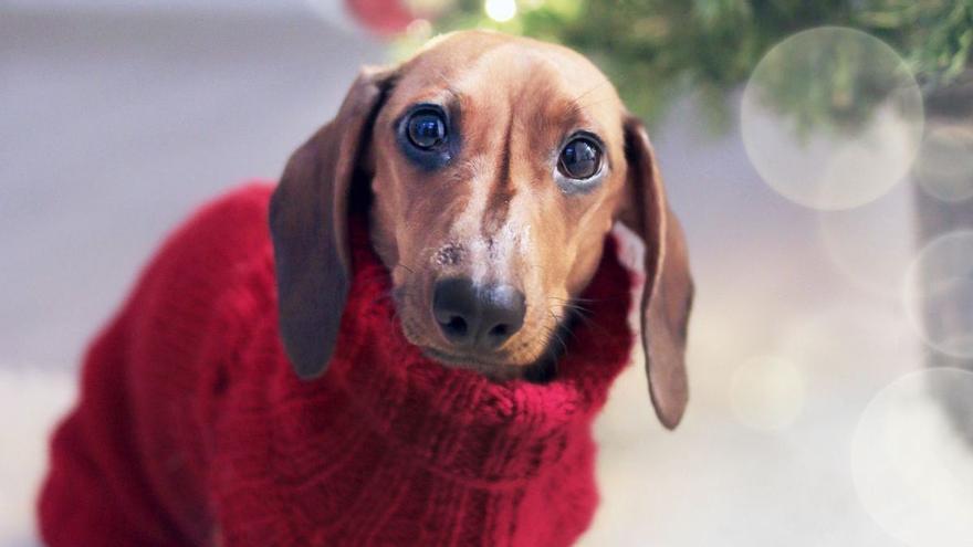 Cómo cuidar a tu perro en invierno