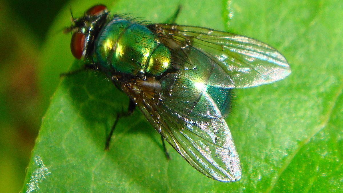 Ejemplar de mosca verde