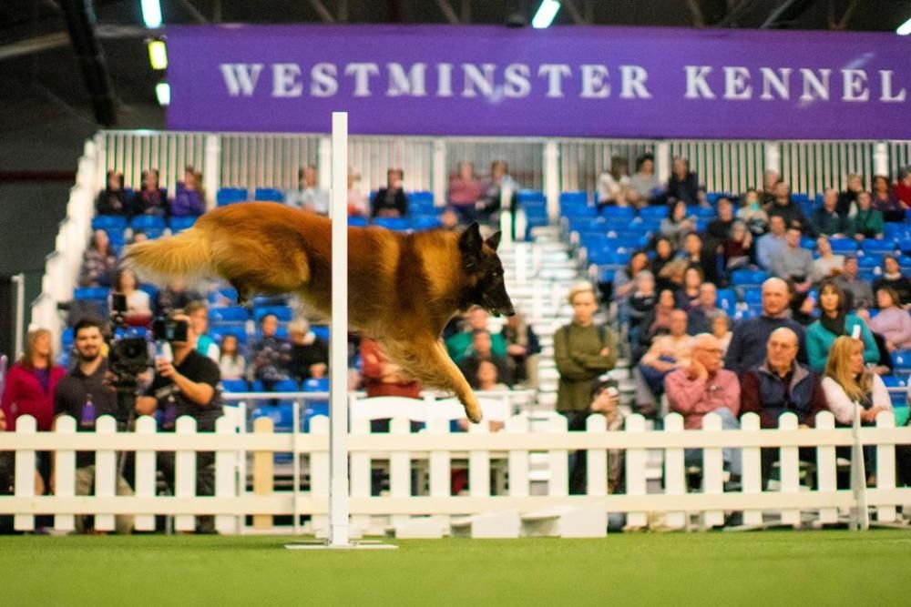 El Westminster Kennel Club, un dels shows de gossos de raça més importants del món