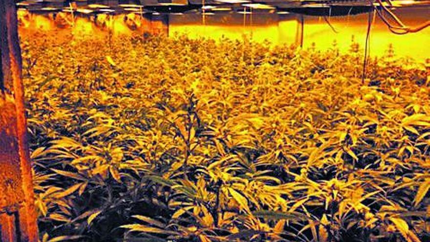 Una gran plantació de marihuana que es troba en dues naus industrials de Vulpellac.