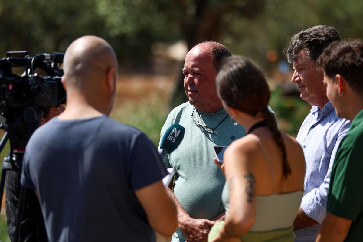 Galería: Los productores de Ibiza recogerán 2,7 millones de kilos de patata en 2025