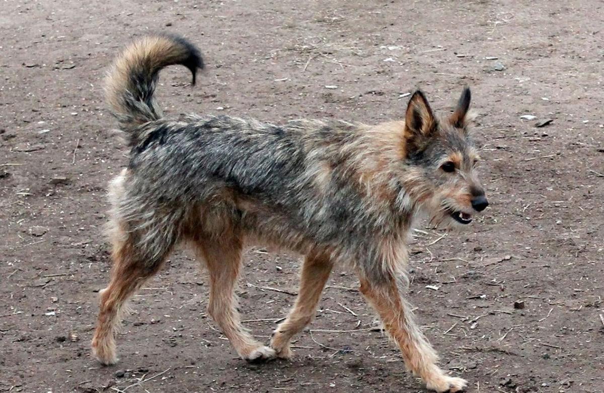 Gairebé 300.000 animals de companyia van ser abandonats el 2022